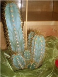 cereus